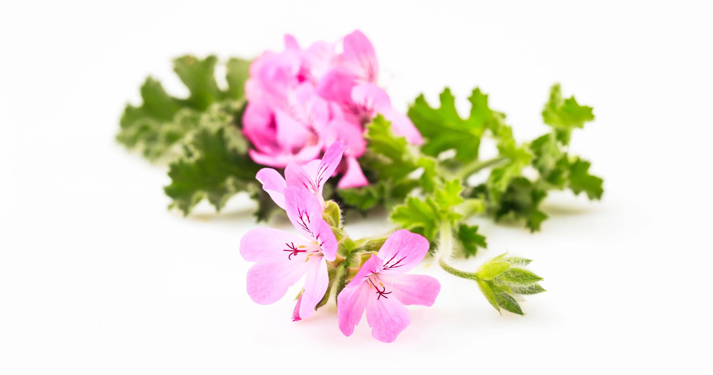 Scented Geraniums, Pelargonium graveolens, are much more fragrant than regular Geranium varieties. According to aromatherapists, the smell of Rose Geranium promotes emotional wellness.