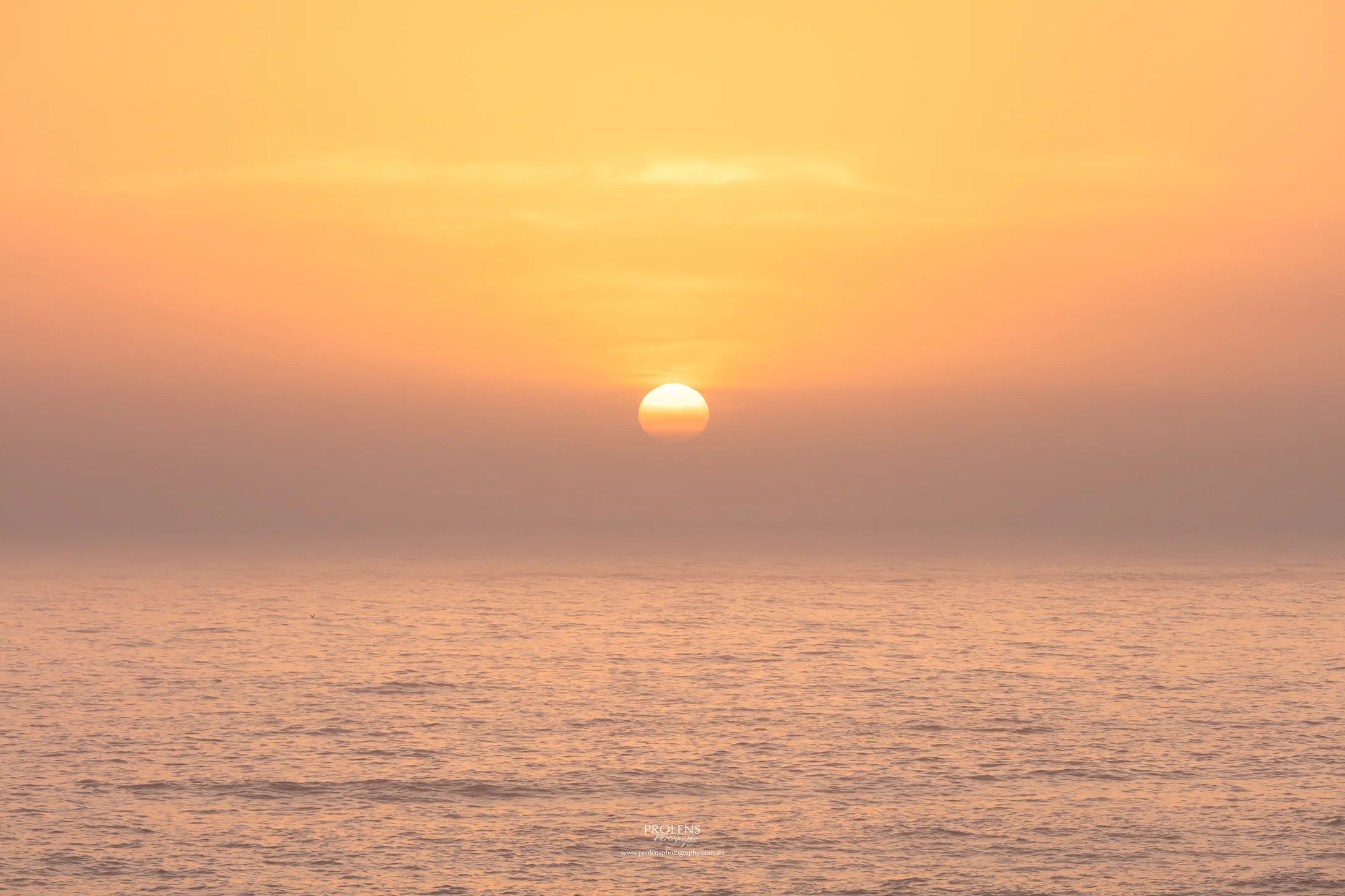 ©ProlensPhotography-SydneyAu_014141.jpg