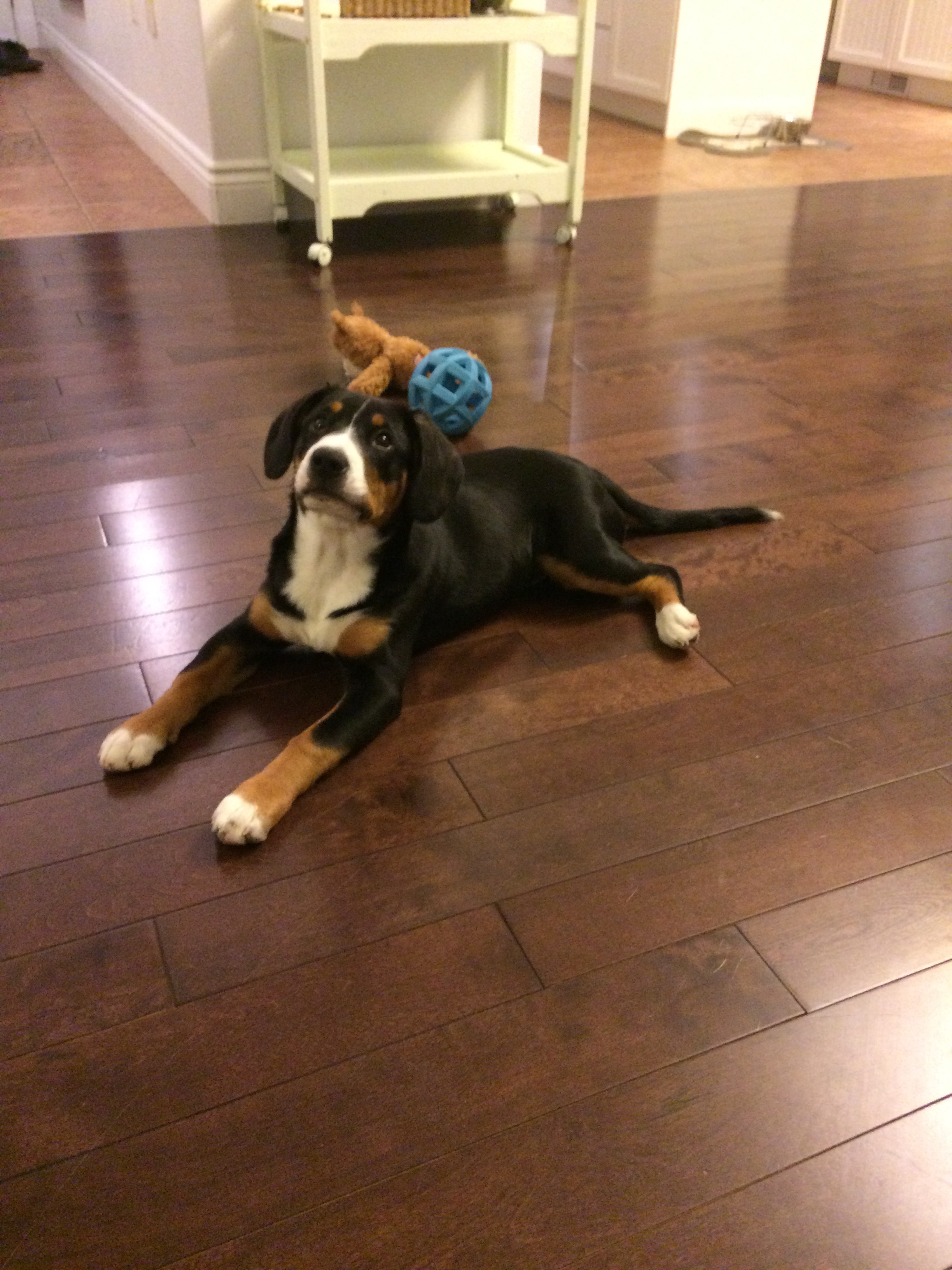 Kali