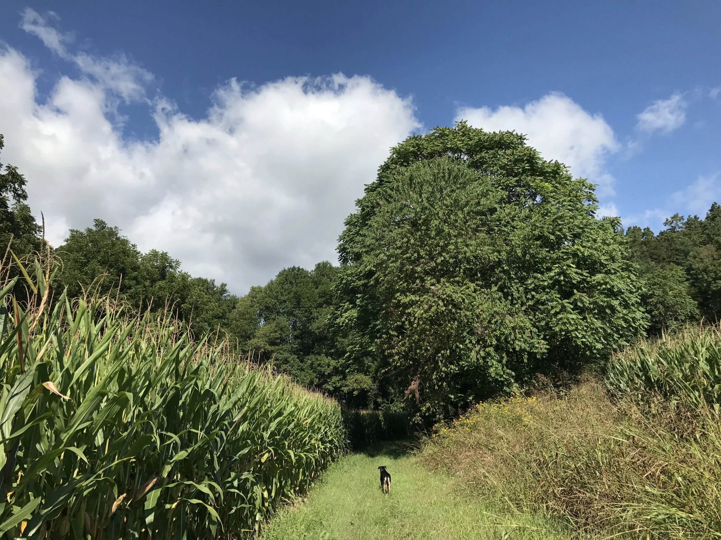 Path Between Fields