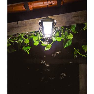 light.png