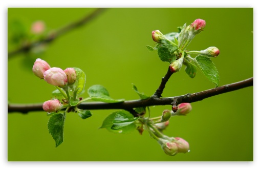 spring_buds_macro-t2.jpg