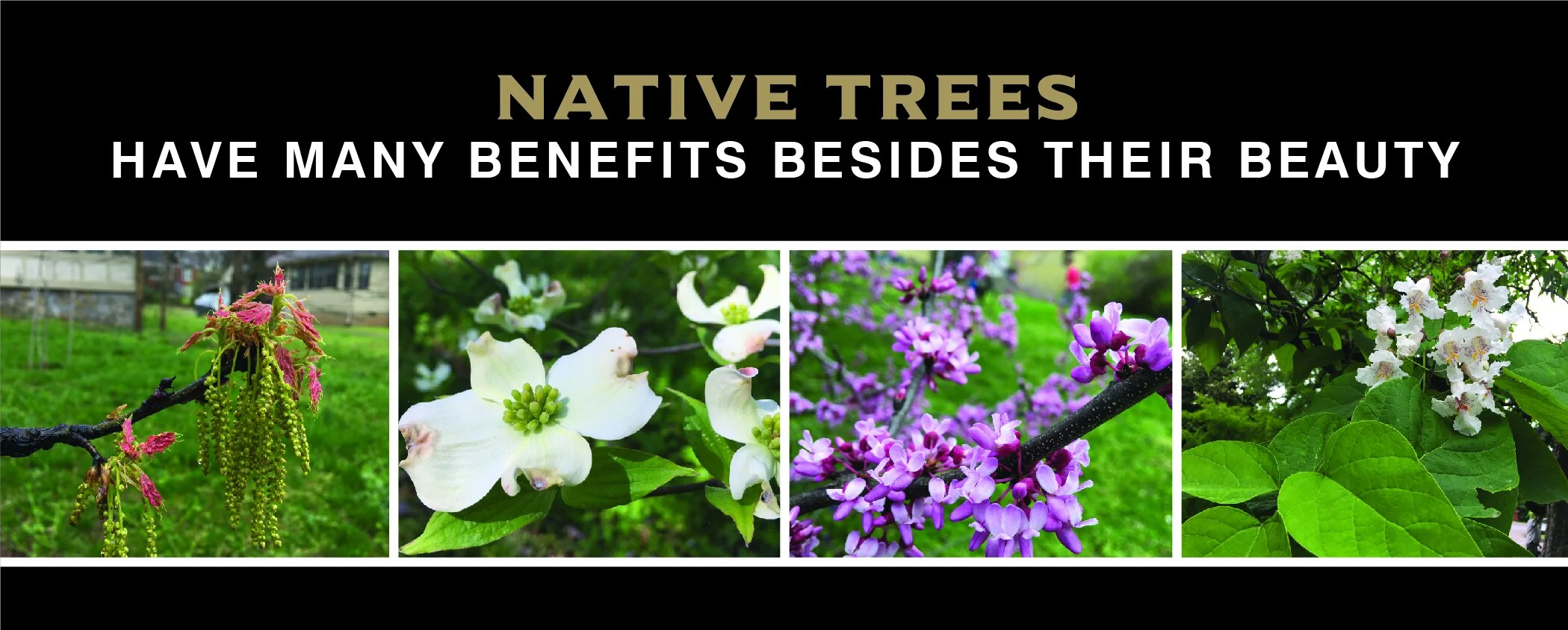 Local Trees Why Plant Native Trees? — Ghertner & Company