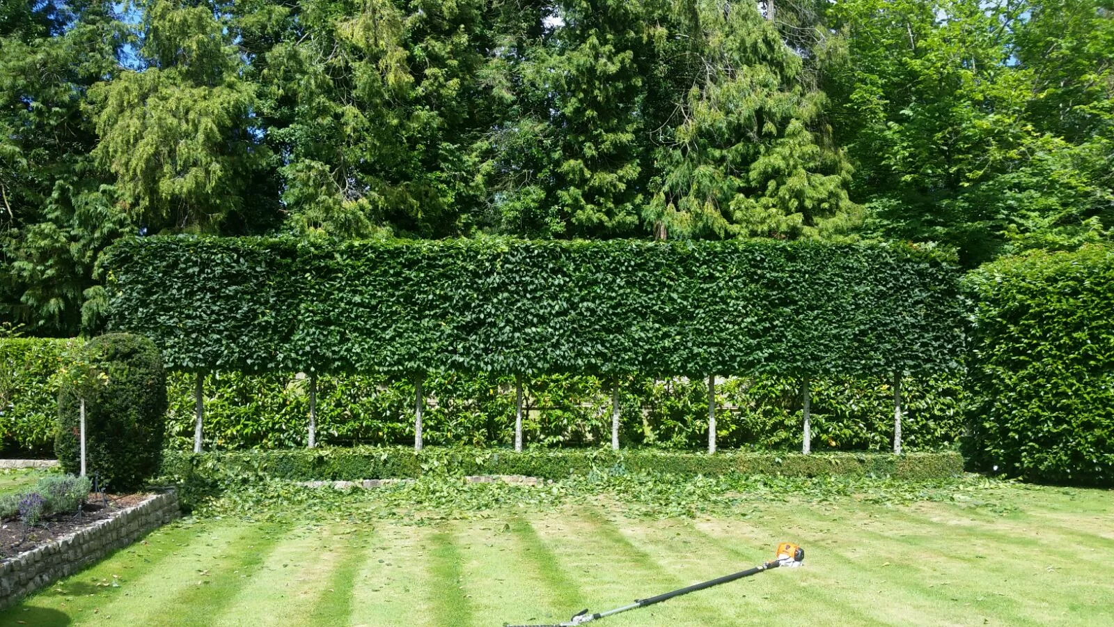 hedge 3.jpg