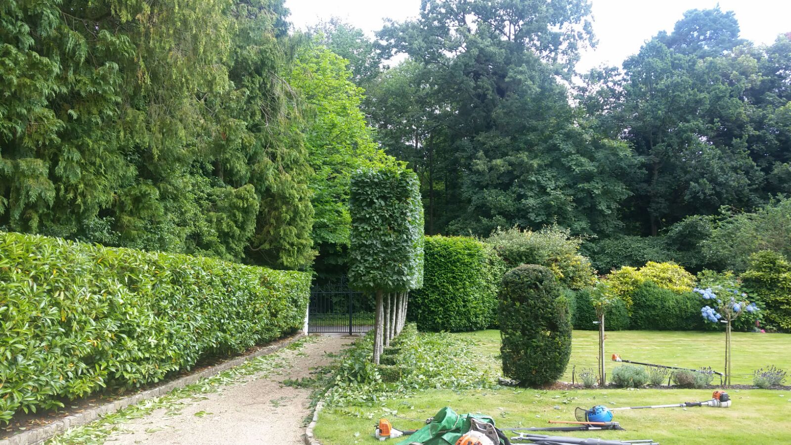 hedge 4.jpg