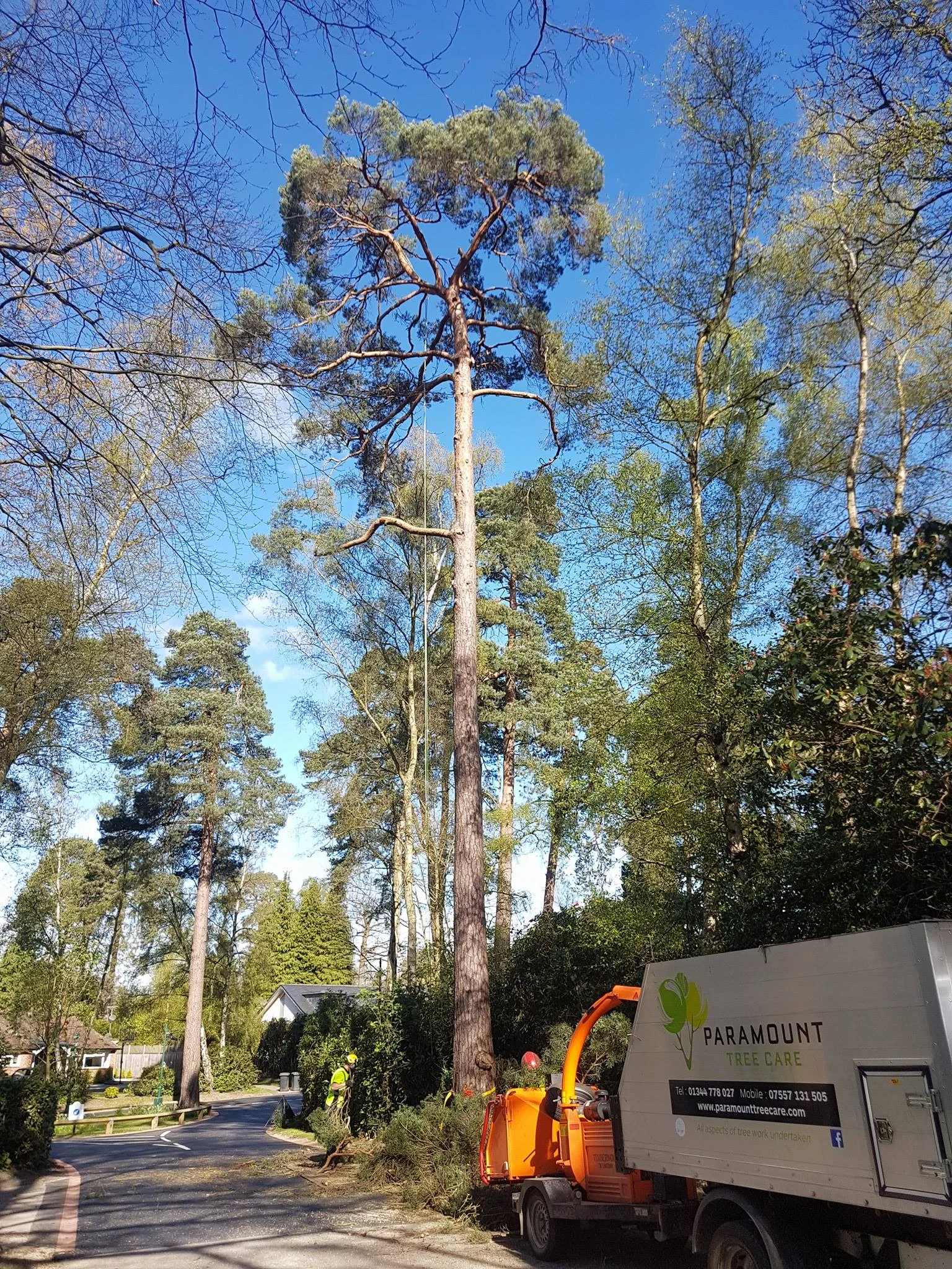 pinereduction.jpg