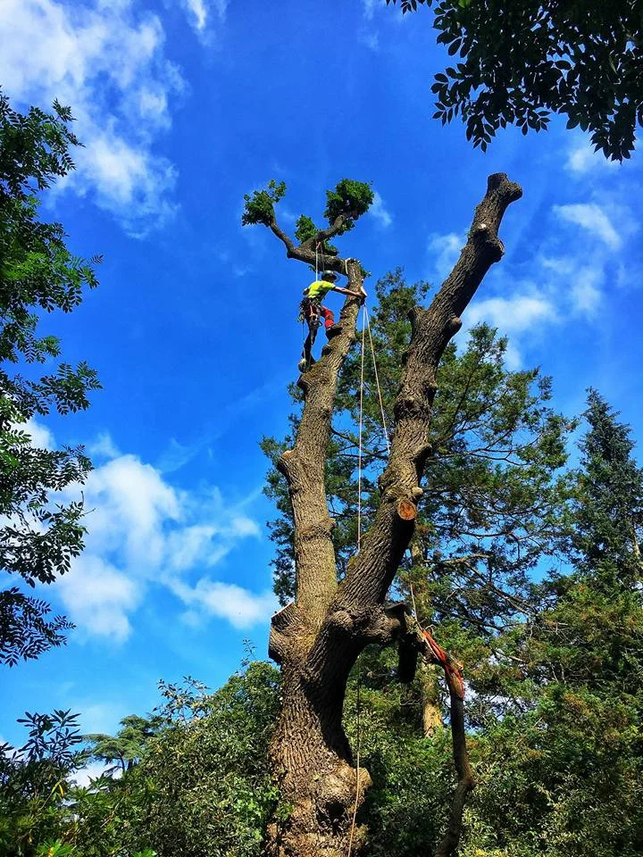 oakremoval2.jpg