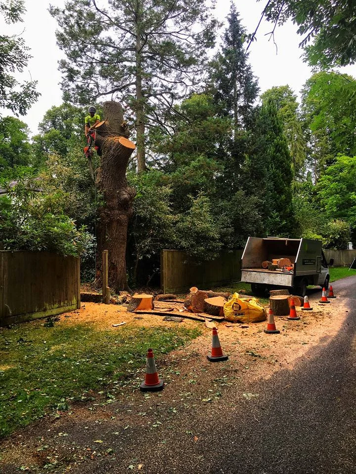 oakremoval.jpg