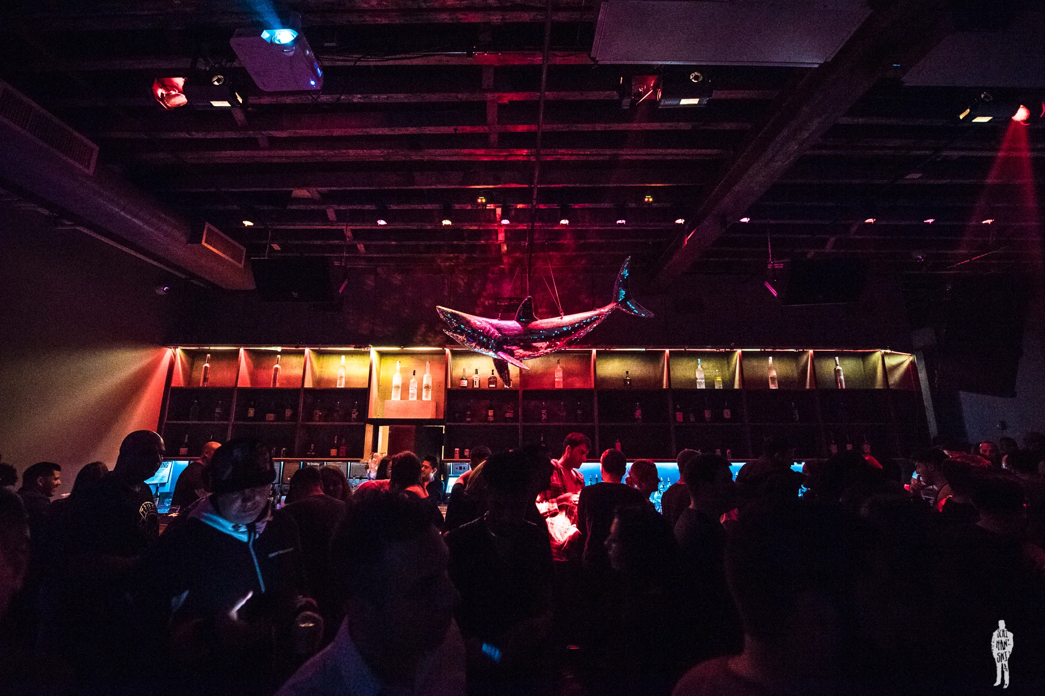 Disco Shark