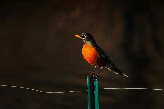 american-robin-2126986_640.jpg