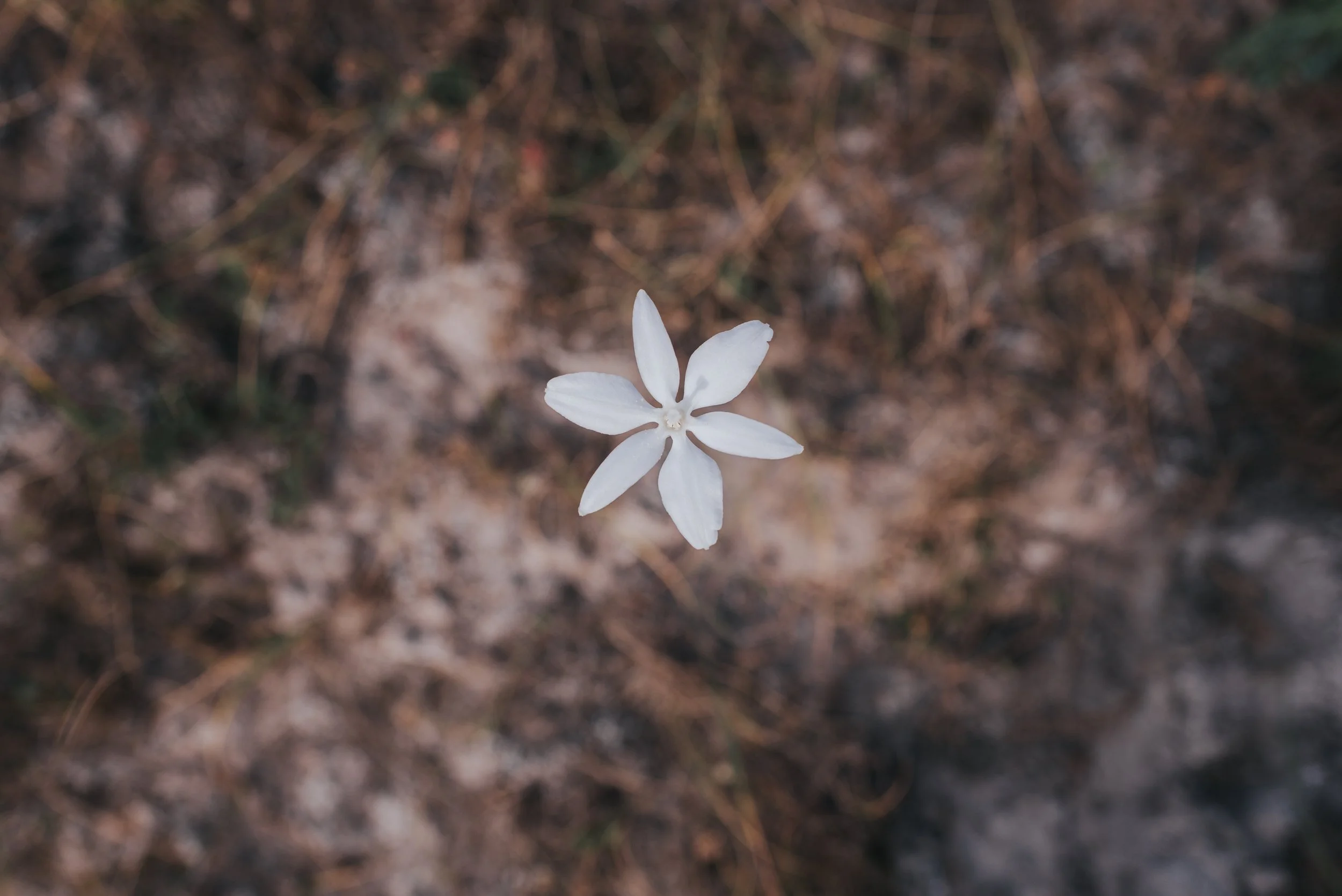Imagen de una flor pequeña blanca en el cerro de San Luis Potosi