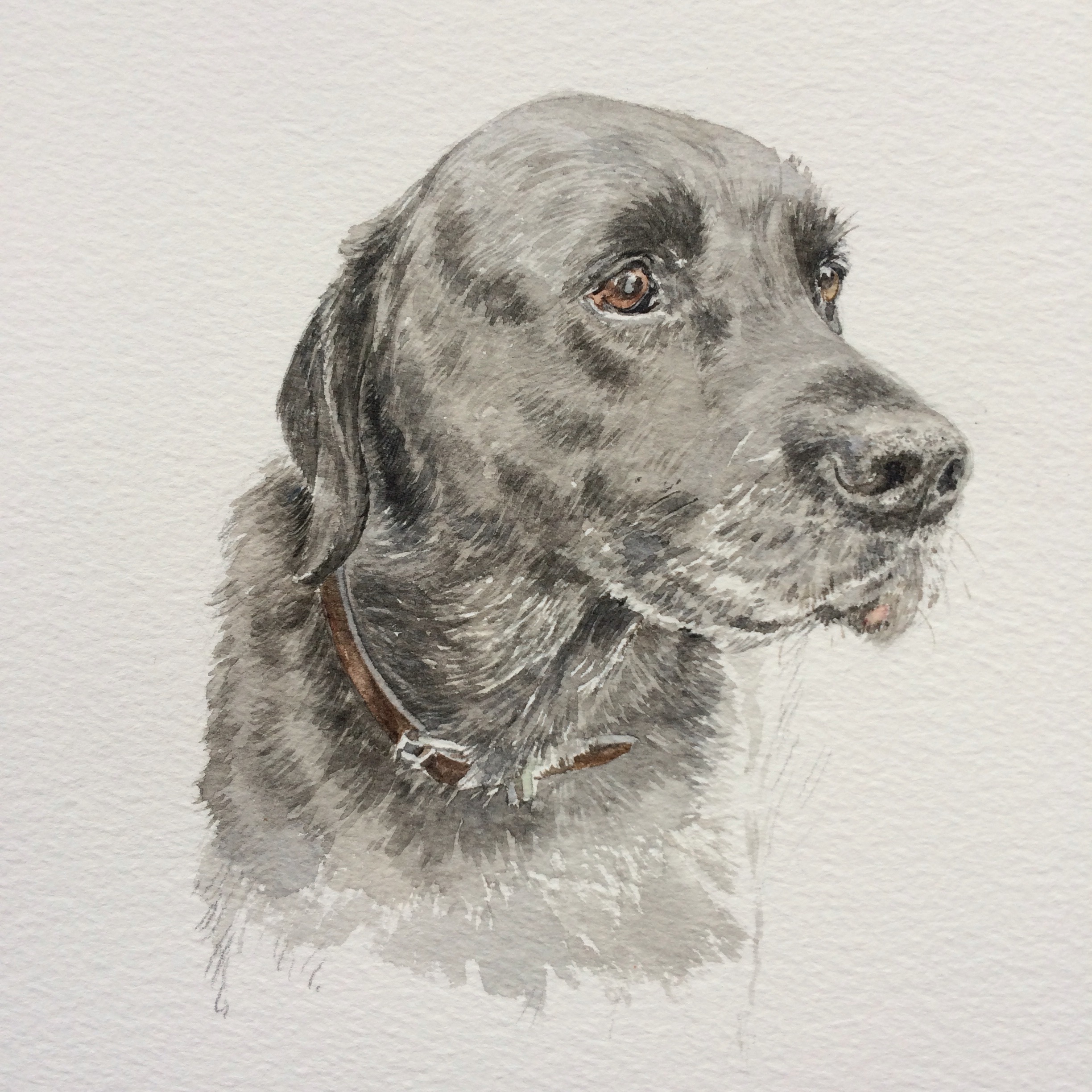 Oliver, 16 year old labrador, watercolour