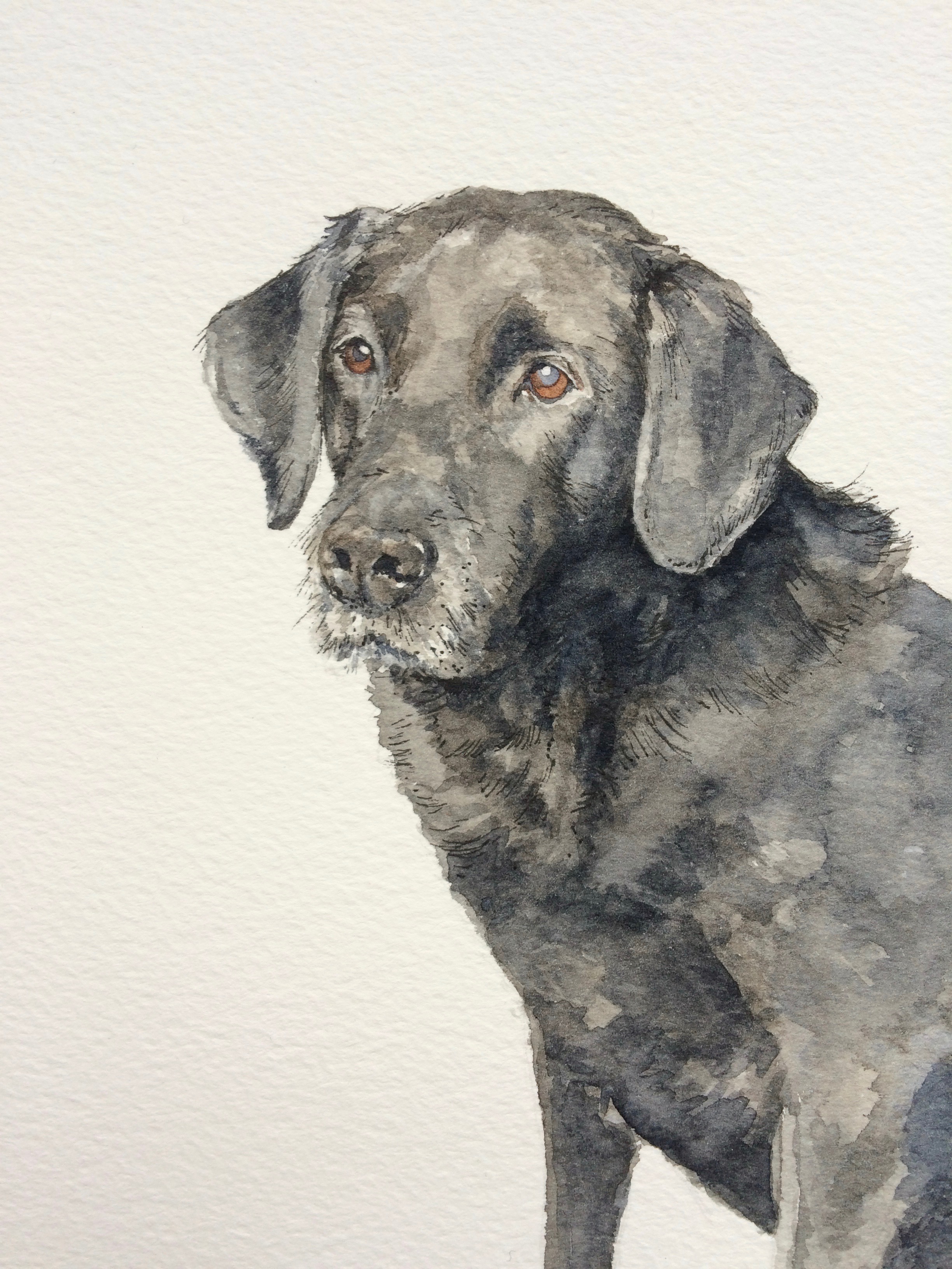 Labrador, watercolour