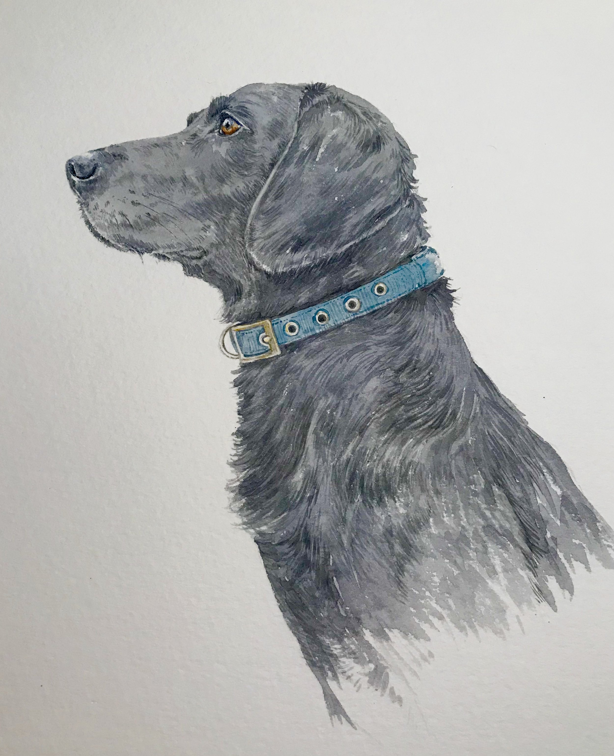 "Ace" the black lab. Watercolour, 15 cm x 10cm