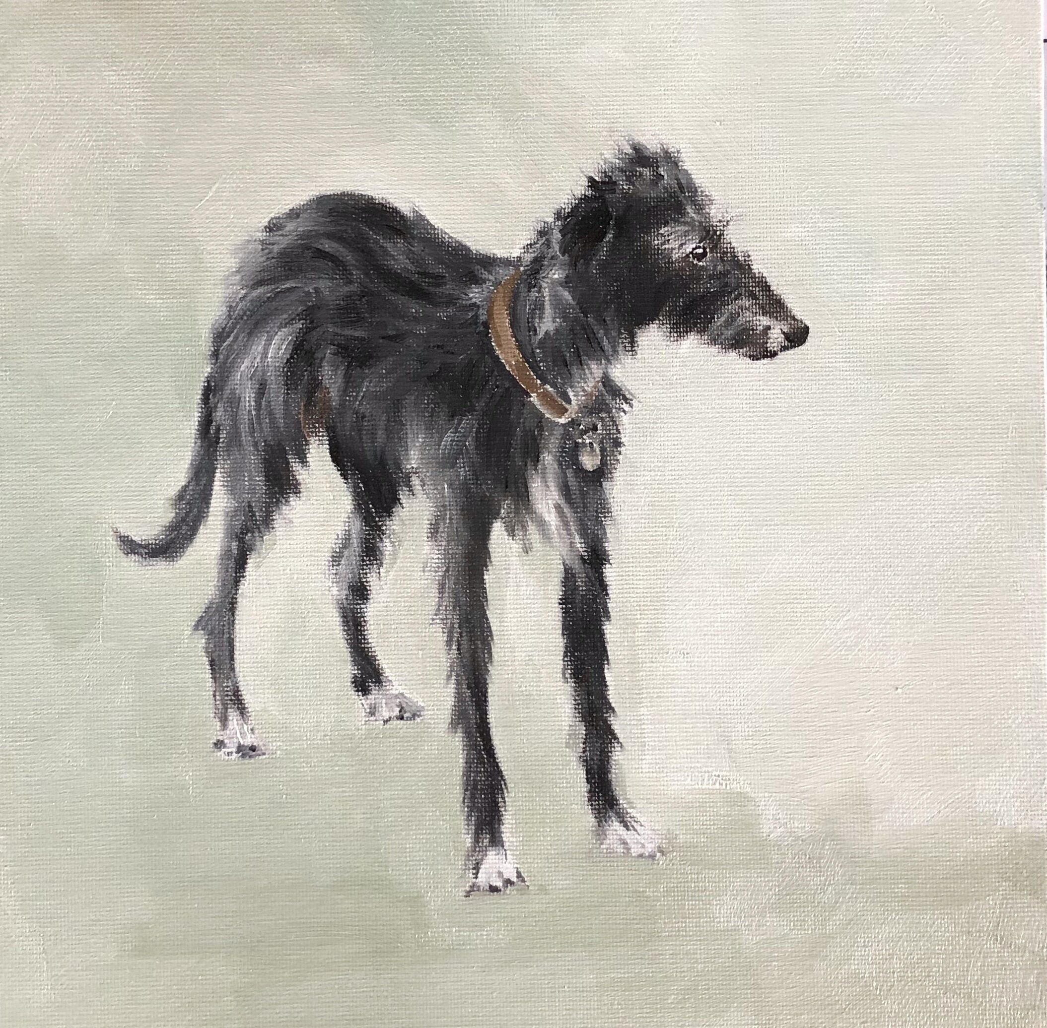 Hairy Lurcher, 20 x 20cm oil on board