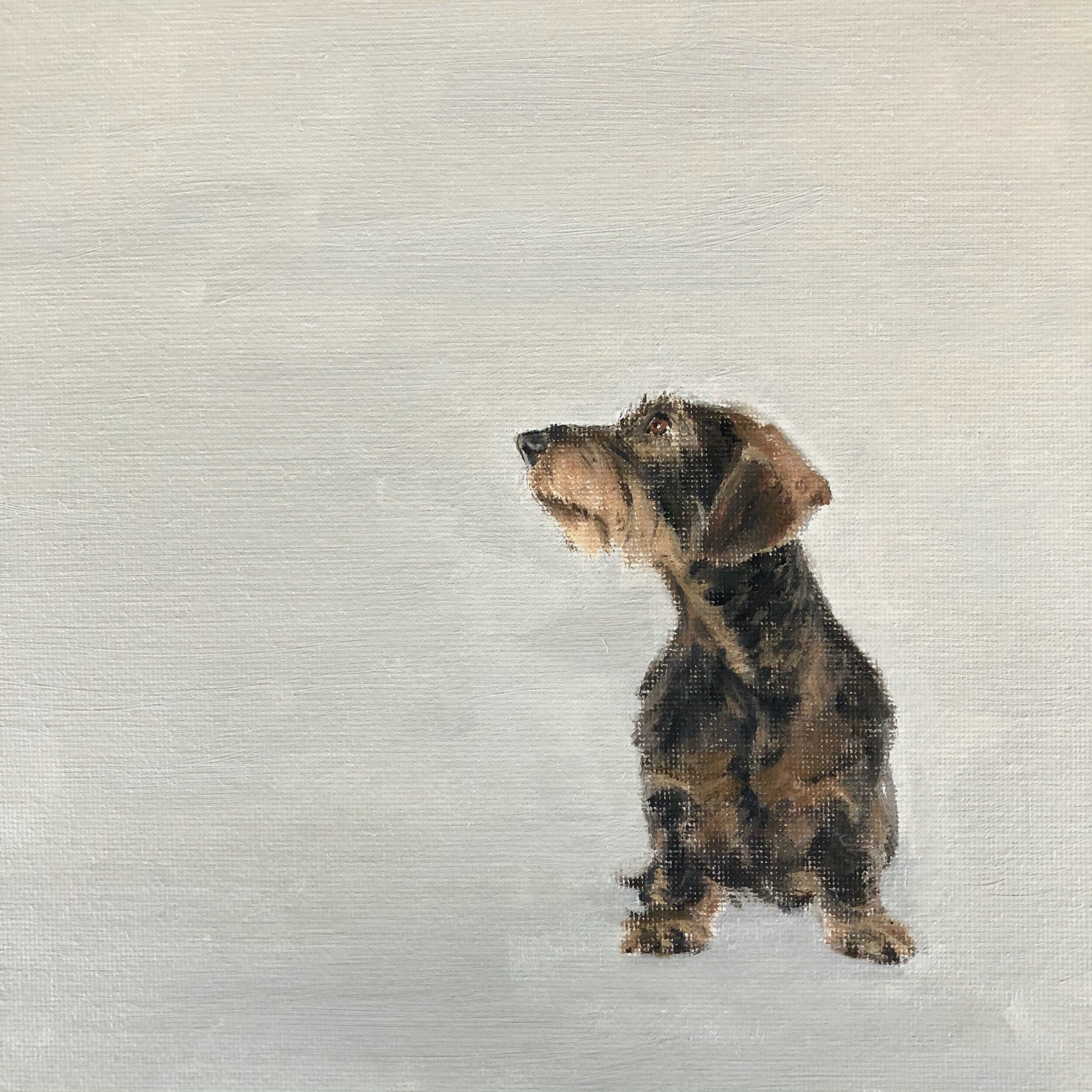 Wire haired dachshund, oil on board, 20cm x 20 cm . 