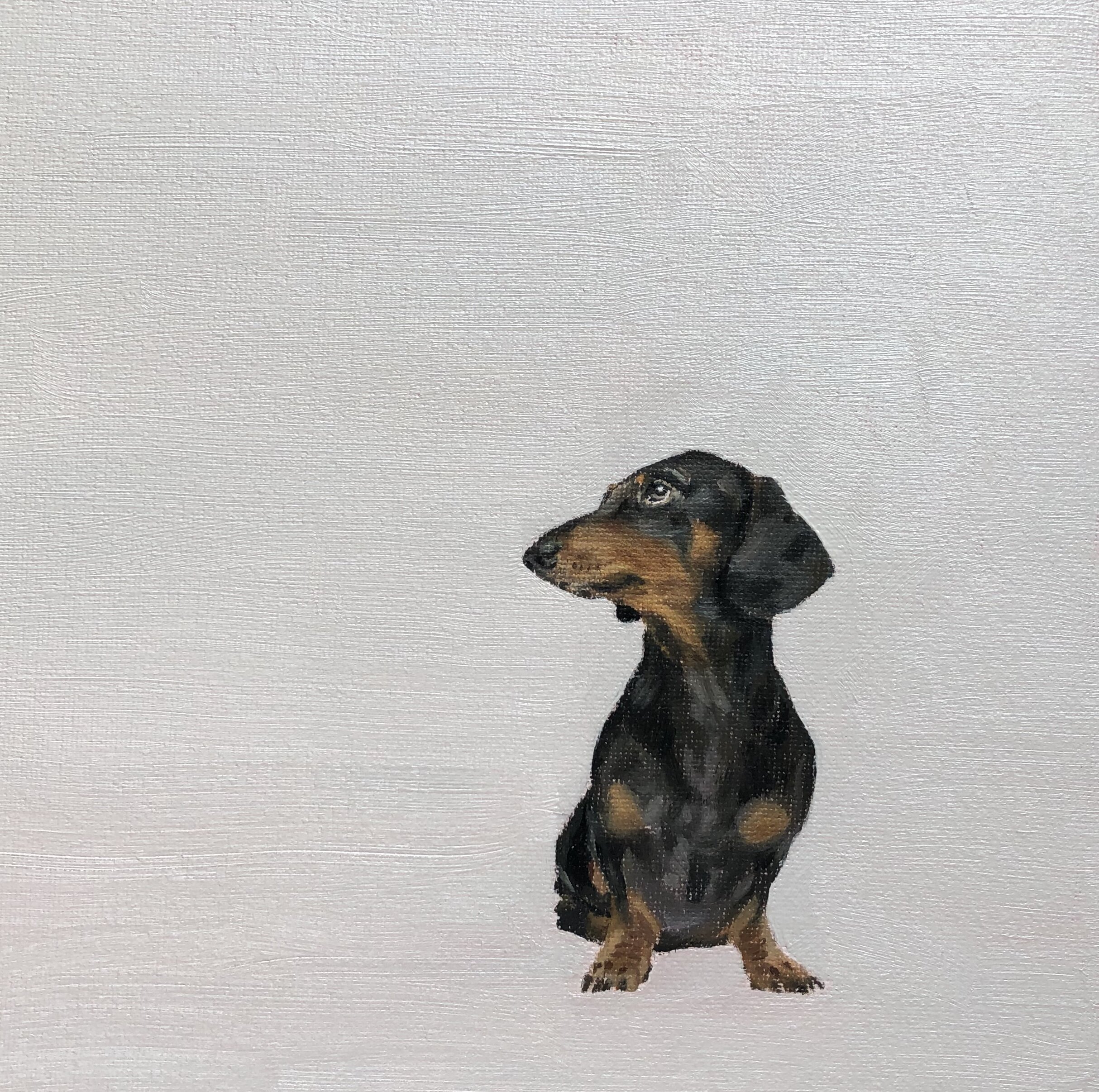 Mini dachshund, oil on board, 20cm x 20cm. 