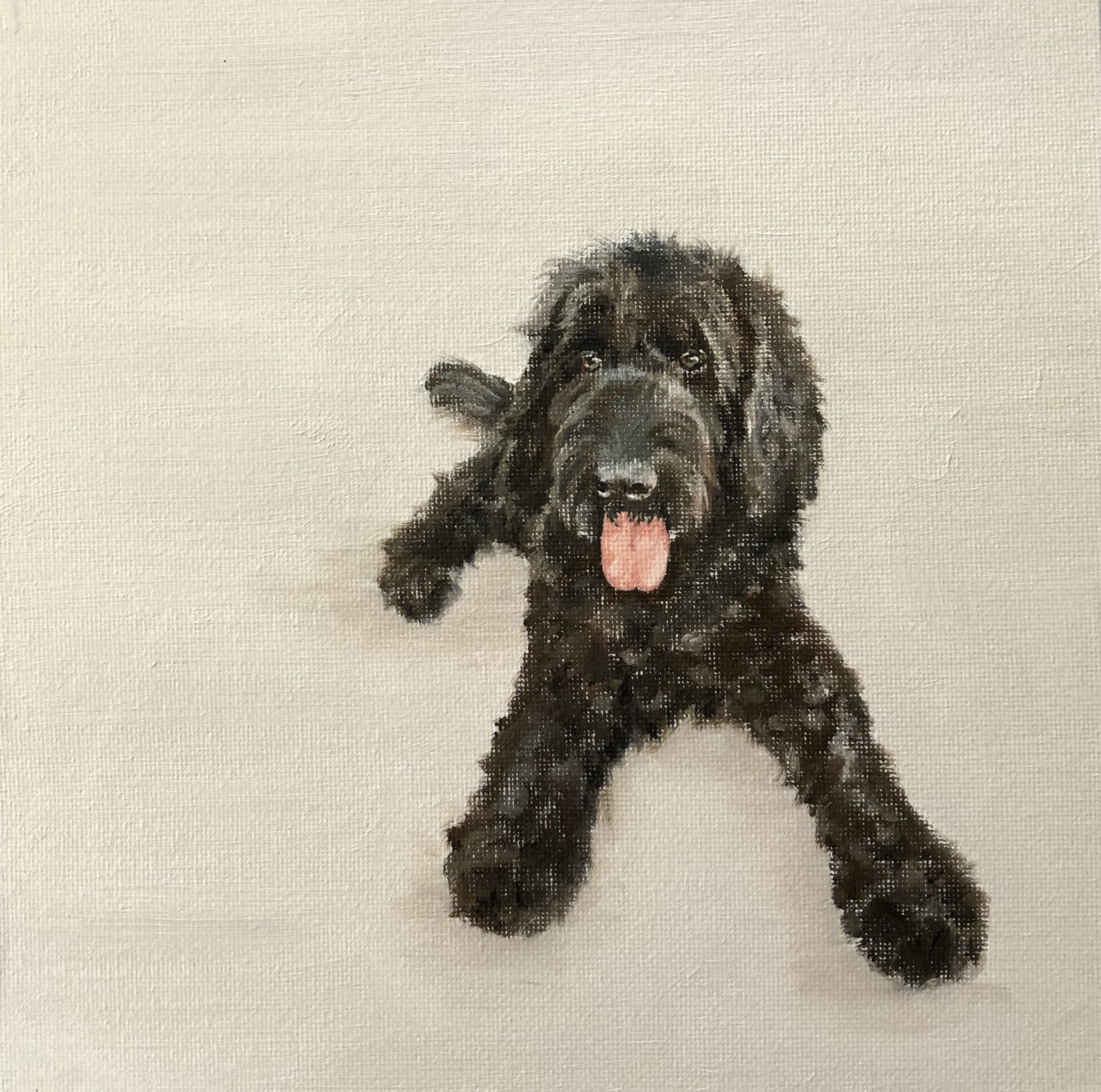 Charlie the Cockerpoo, oil on board, 20cm x 20cm