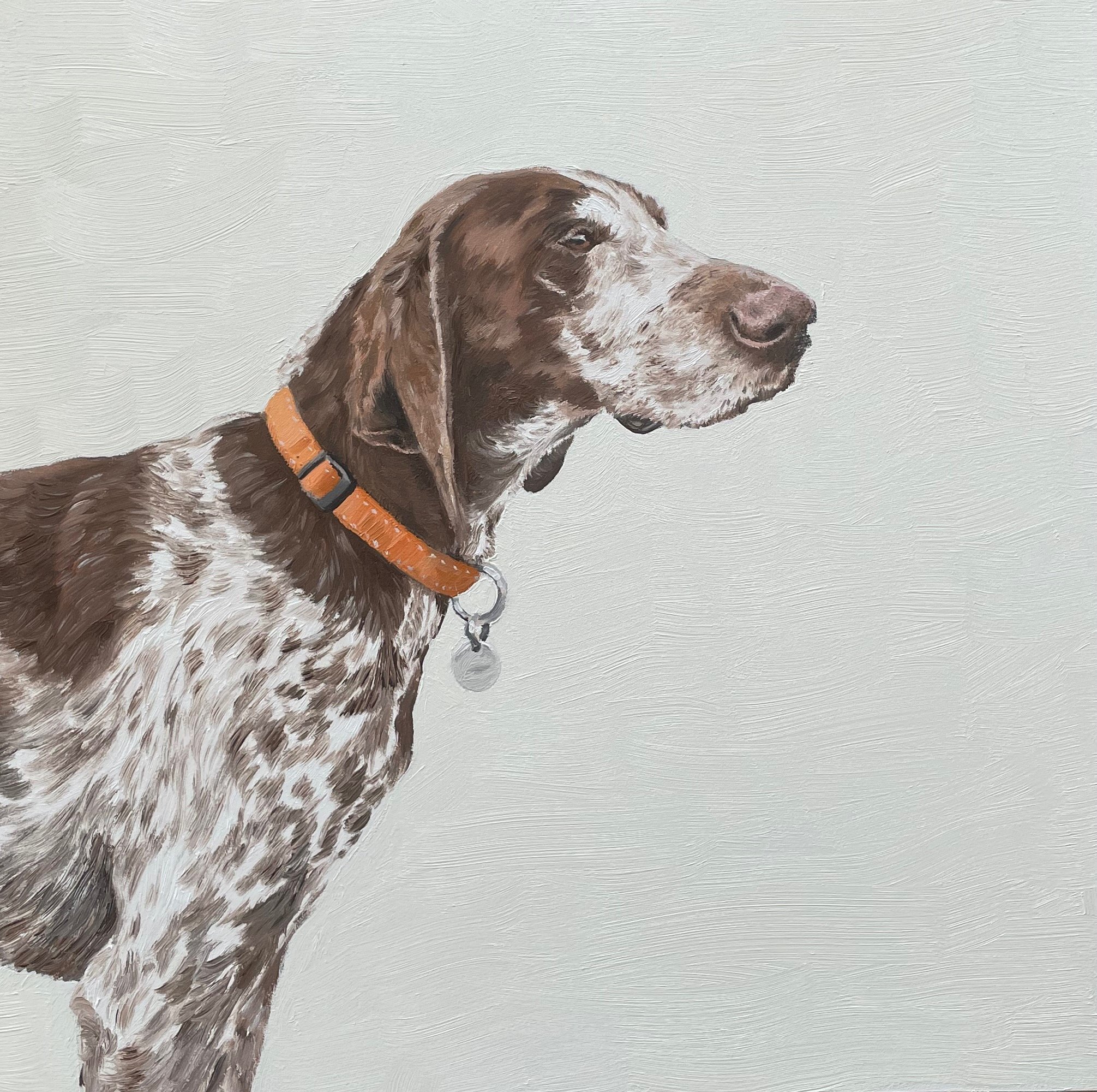 Franklin the German Shorthaired Pointer