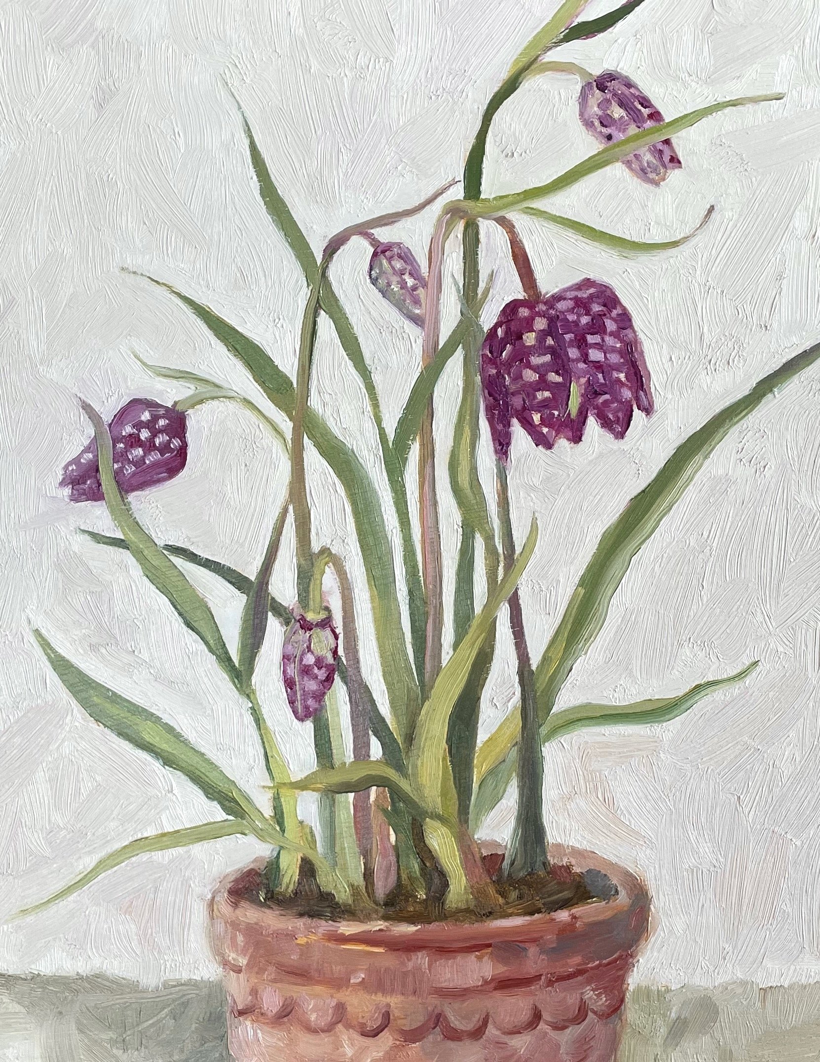 Fritillaria