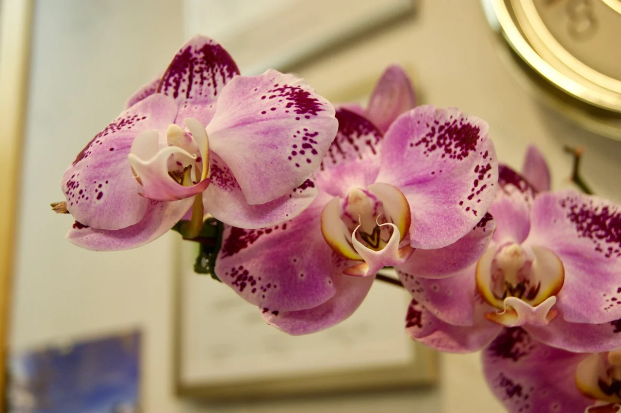 Precision Dental Associates