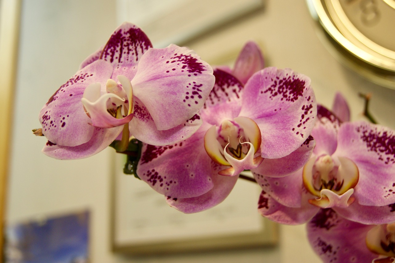 8Orchid.jpeg