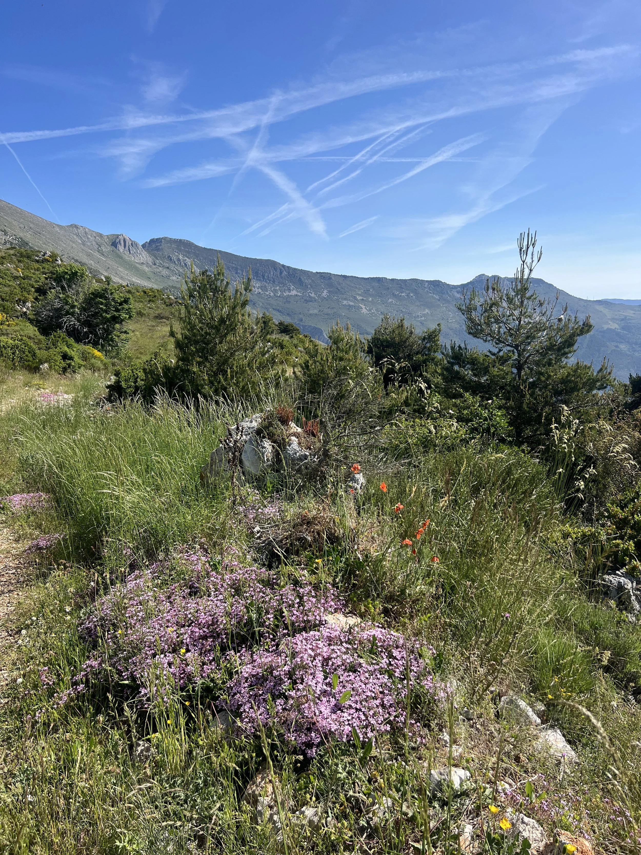IMG_5860.jpeg
