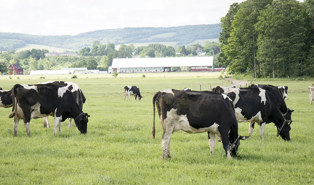 Freeville’s Jerry Dell Farm (Photo by Robyn Wishna)