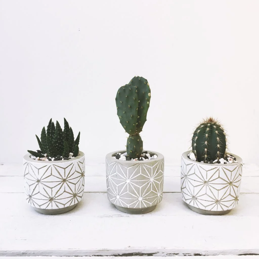 cactus.jpg