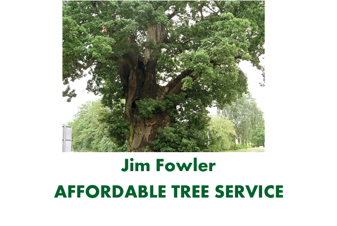 Affordable_Tree.png