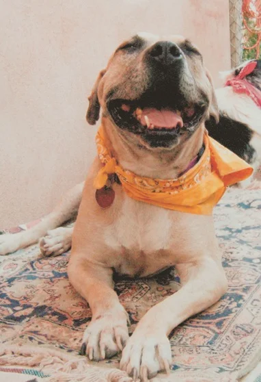 dog.jpg