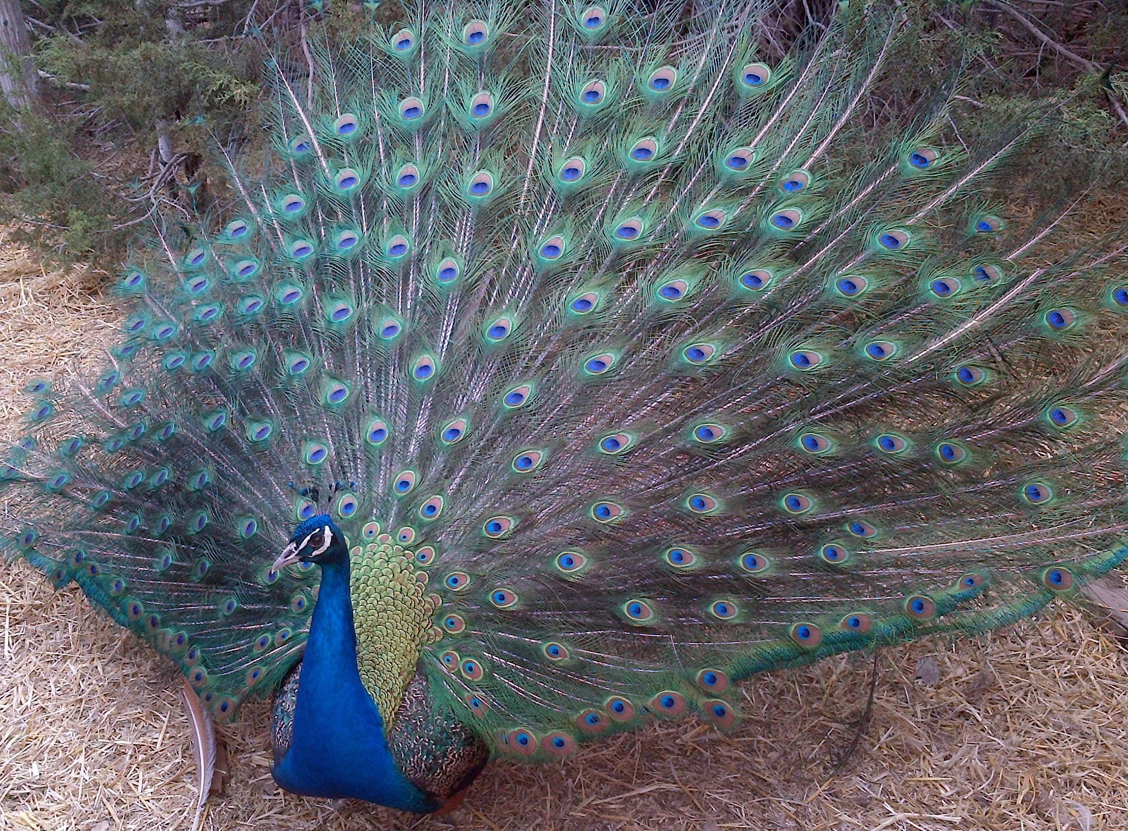 Liberace