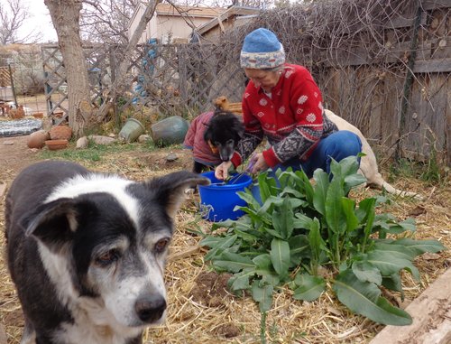 Cutting native greens for the poultry.