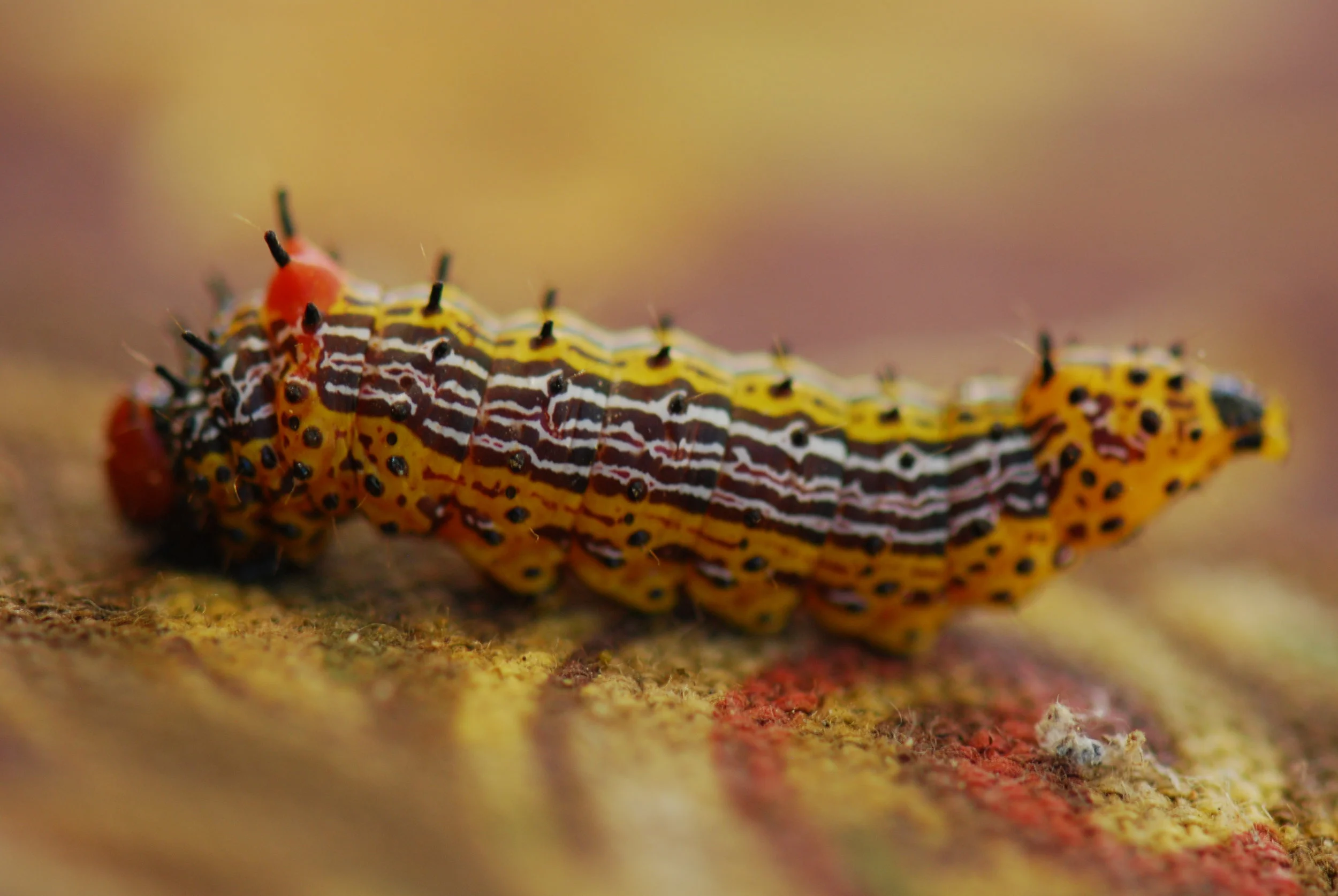 DSC_6296.JPG