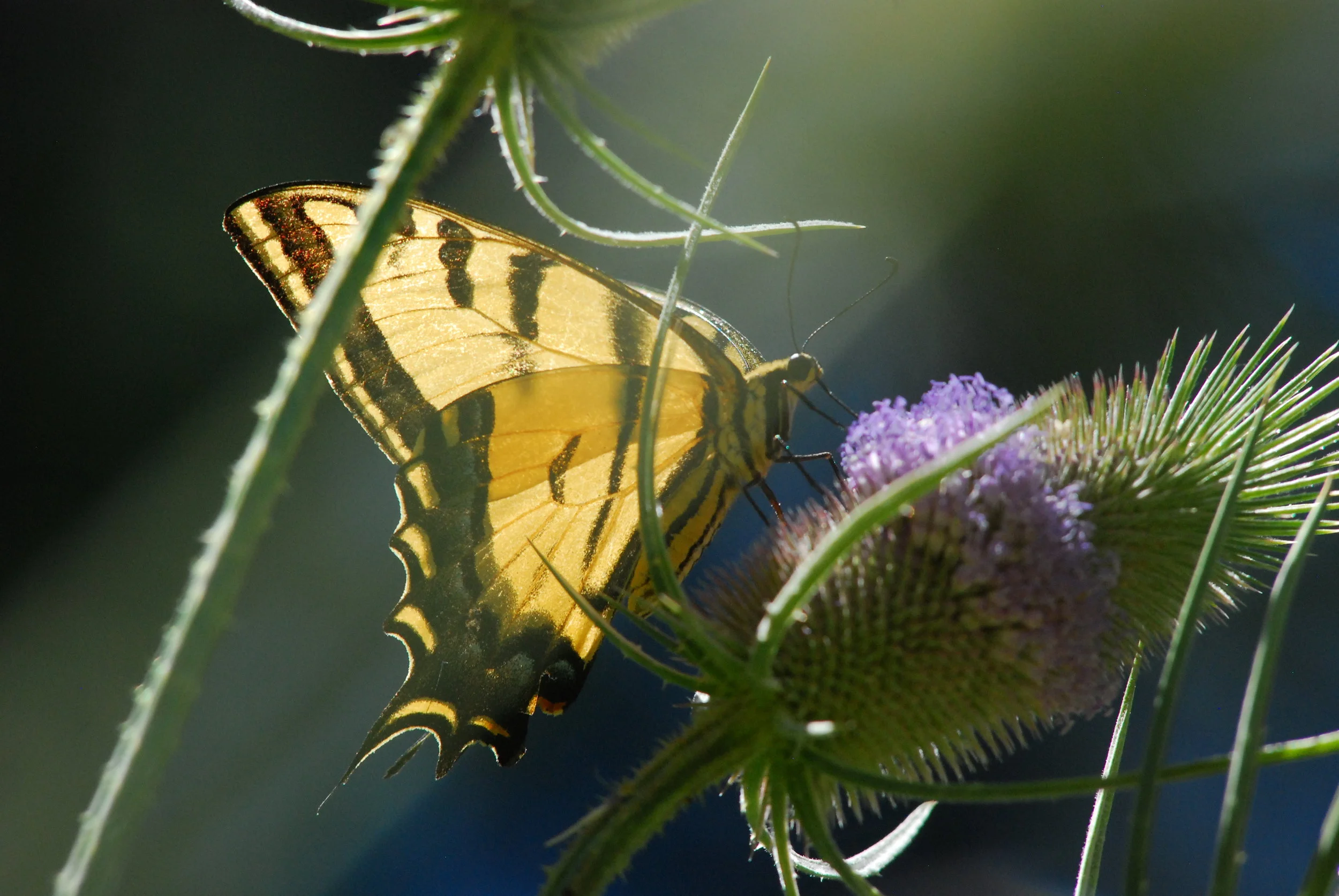 DSC_5718.JPG