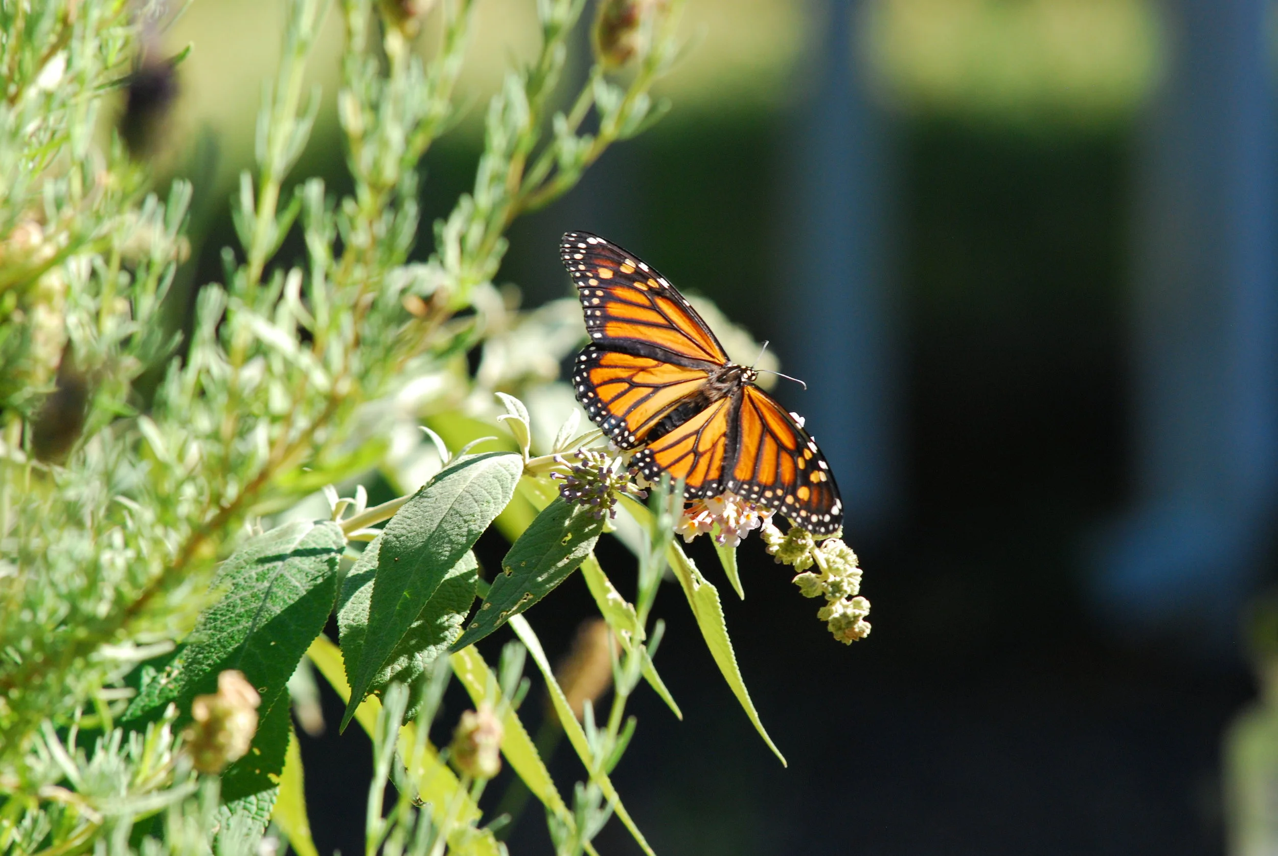 DSC_5505.JPG