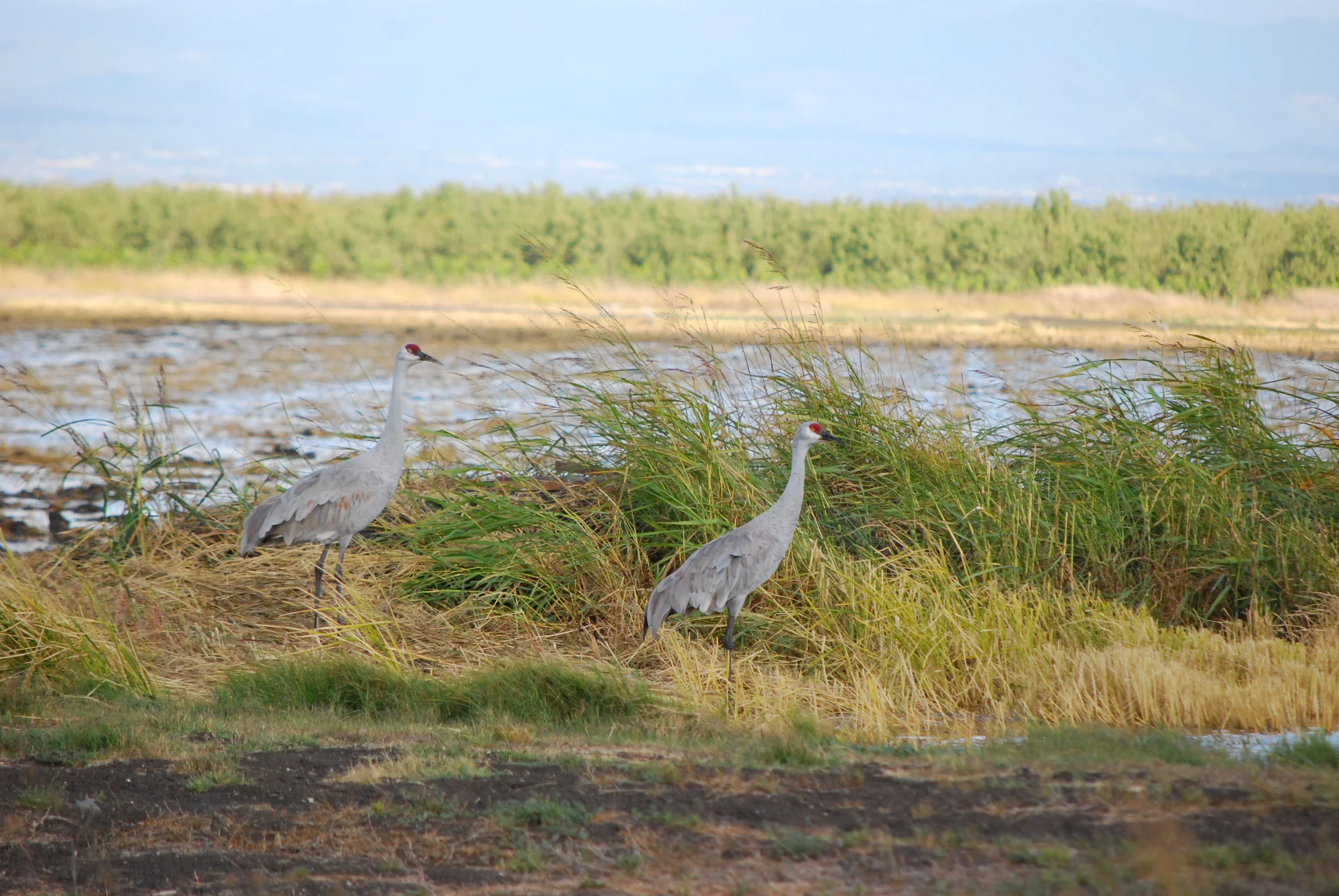 DSC_6820.JPG