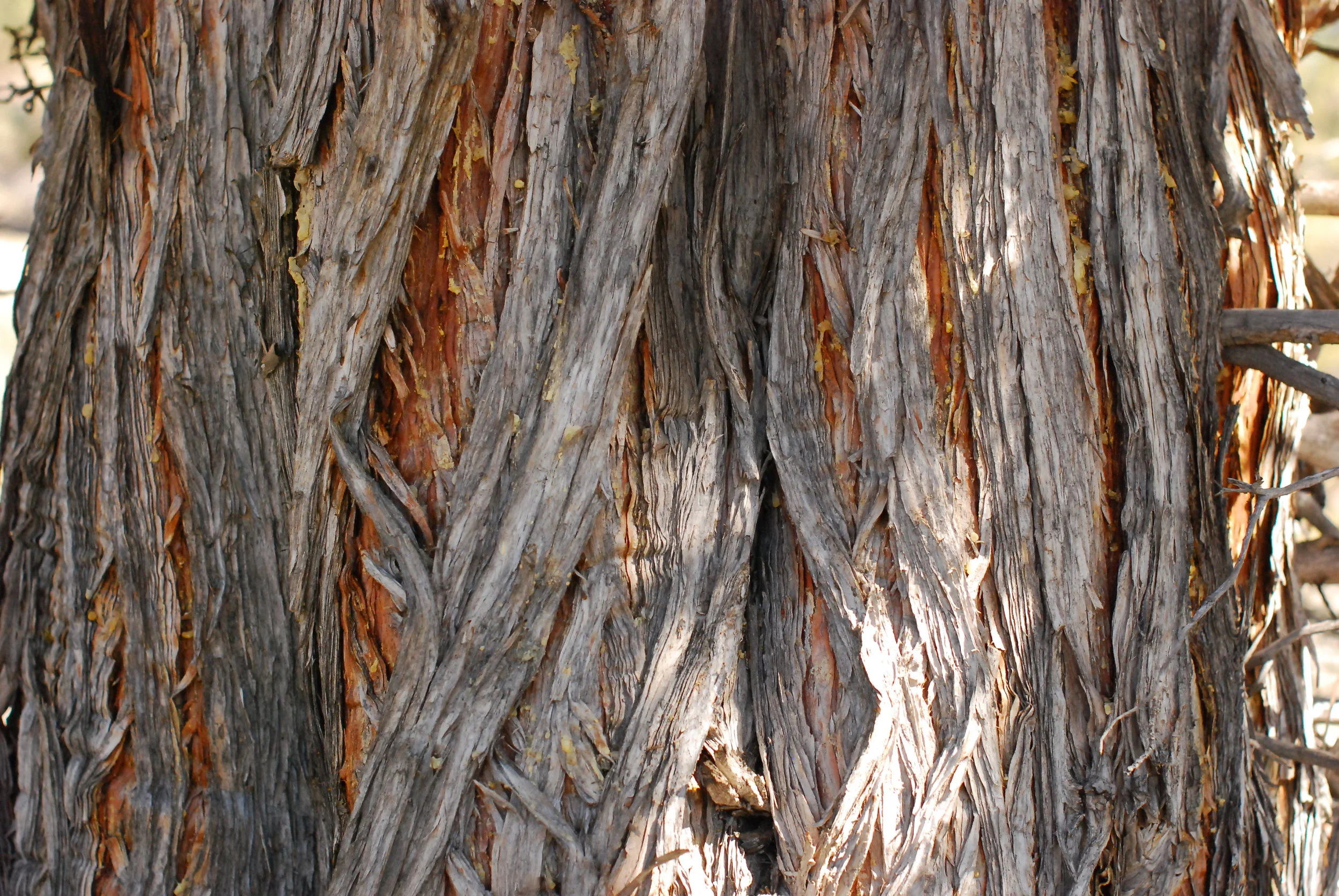 DSC_4789.JPG