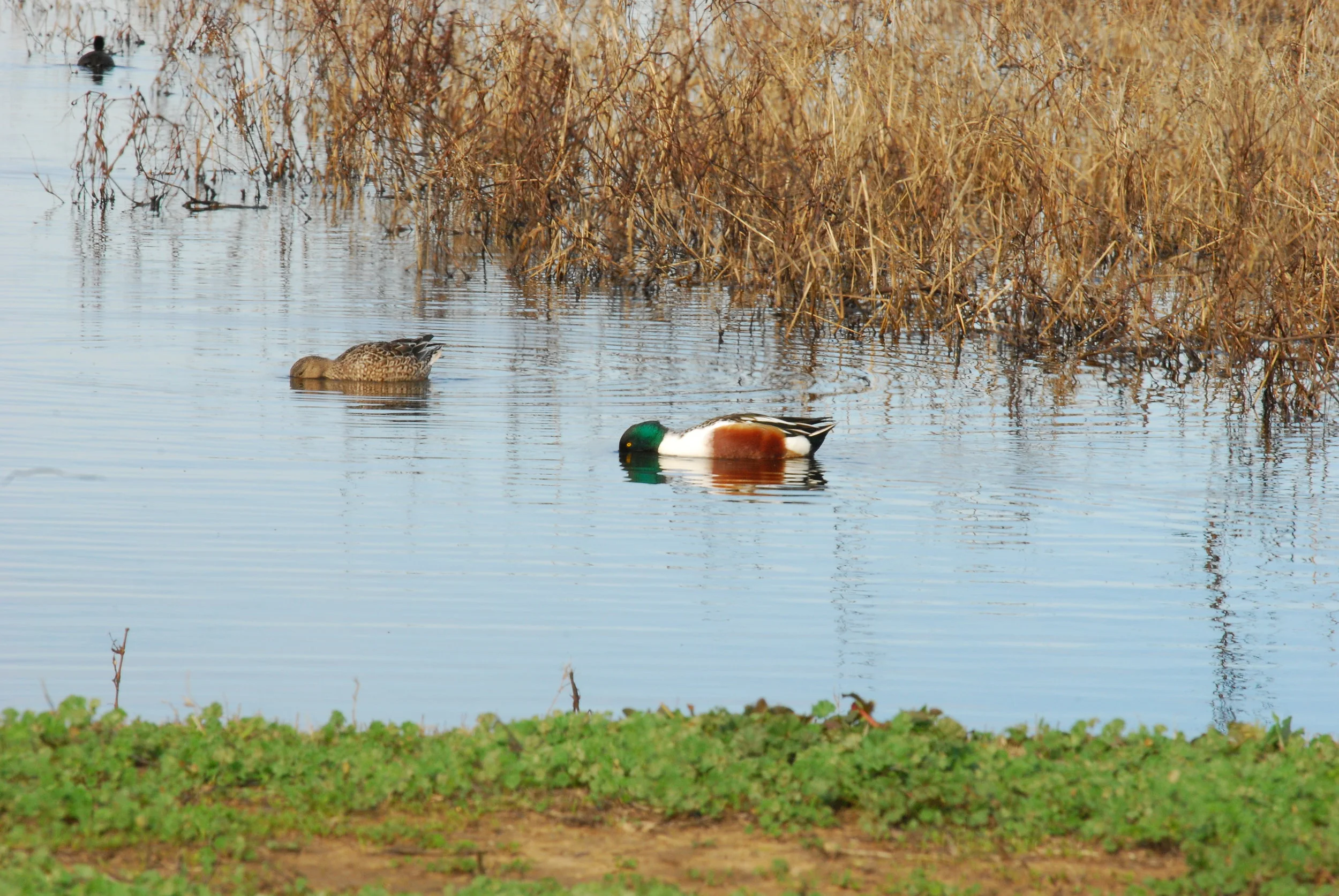 DSC_3507.JPG