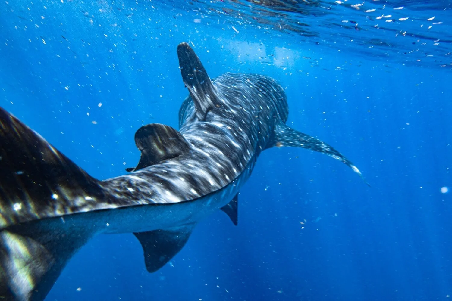 whaleshark-in-roatan.jpg