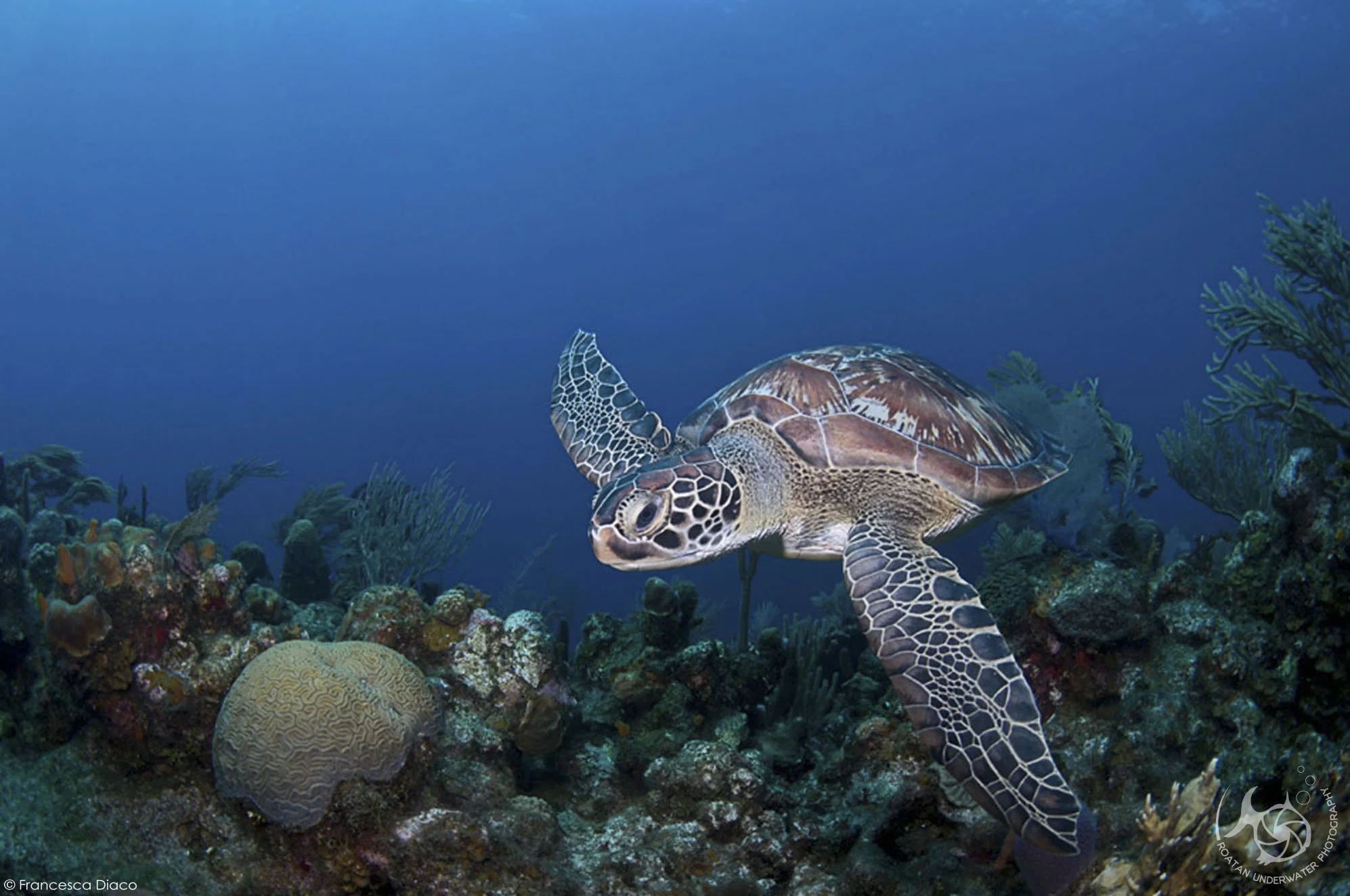 FD_UW_ROATAN_160414_062WM.jpg