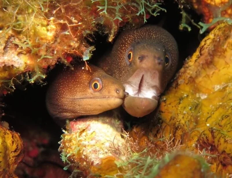 a-pair-of-moray-eels.jpg