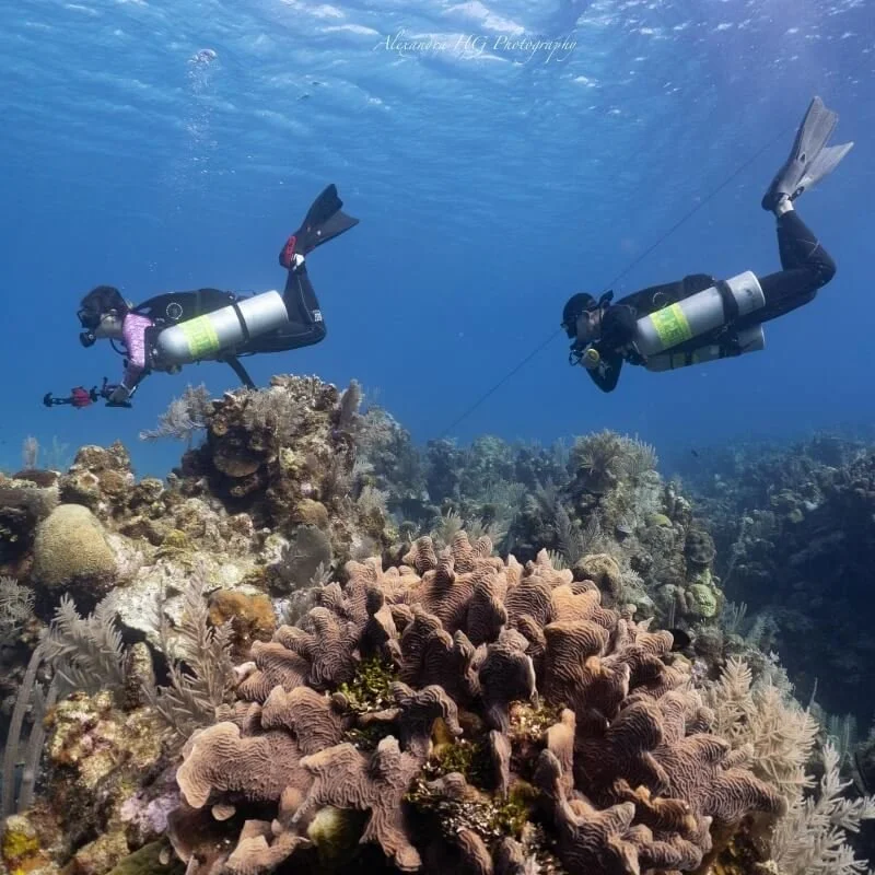 dive-master-intership-student-over-roatans-healthy-coral.jpg