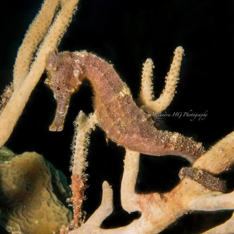 padi-divemaster-finds-an-elusive-seahorse.jpg