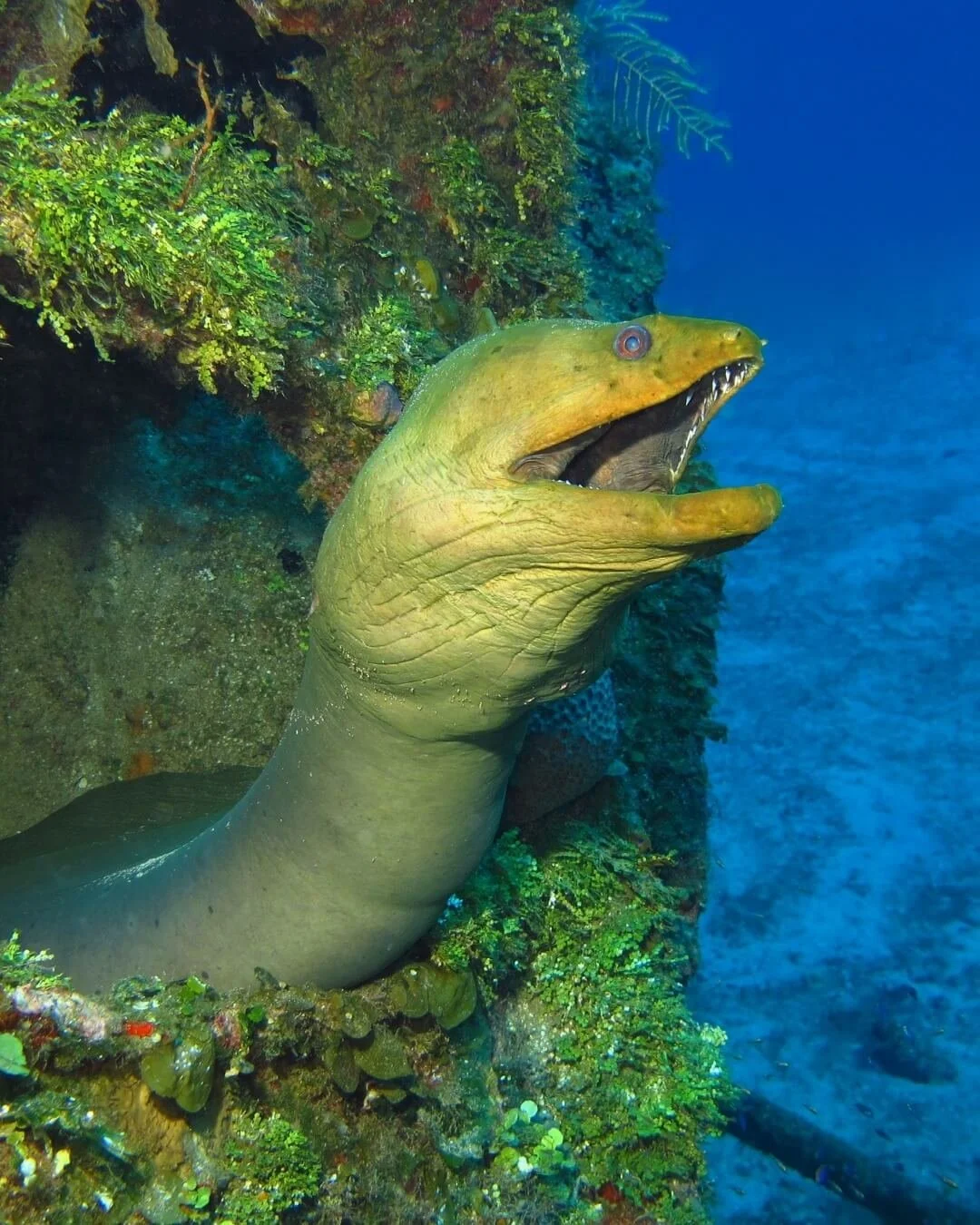 moray-eel-roatan.jpg