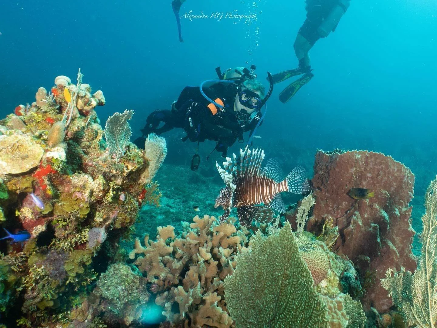 lion-fish-on-roatan-reef.jpg