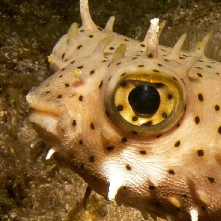 puffer-fish.jpg