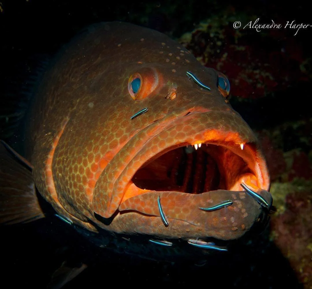 a-grouper-at-a-cleaning-station.jpg