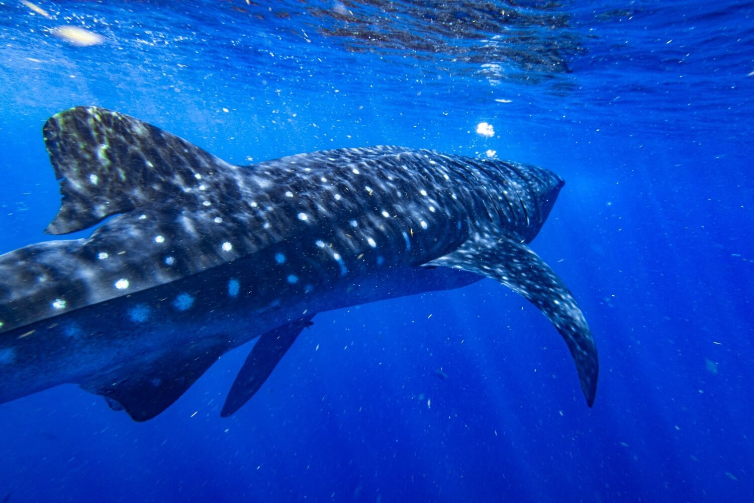 whaleshark-visit-to-roatan.jpg