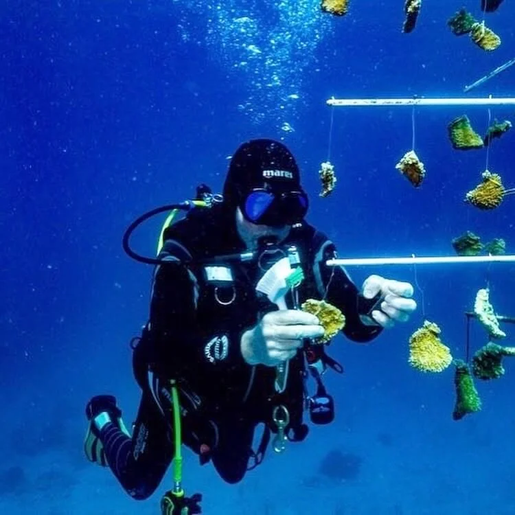 PADI IDC candidate restoring coral as part of conservation work in Roatan